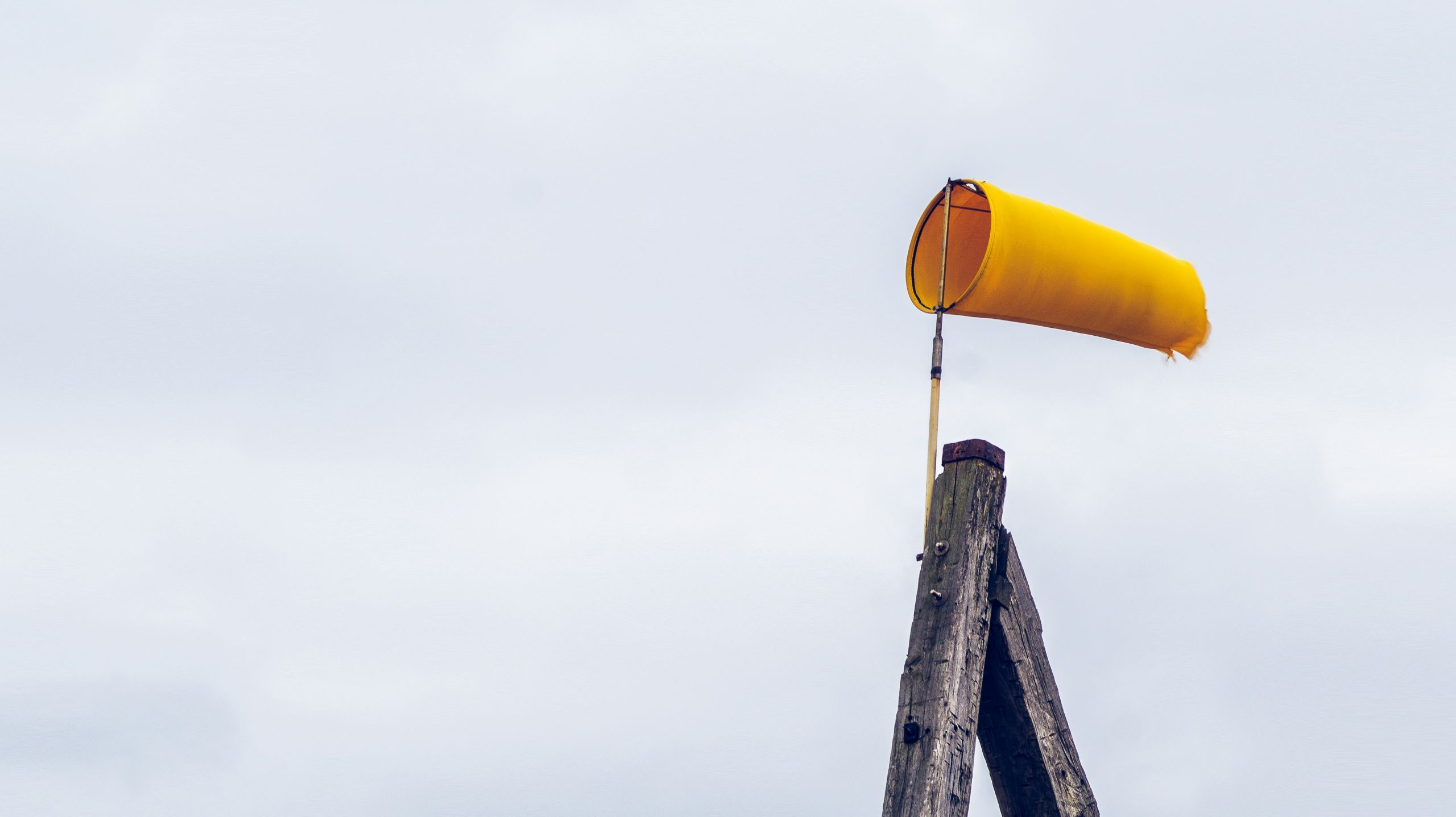 The power of share of search in predicting market share growth